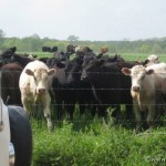 Bus meet Cow, Cows meet Bus