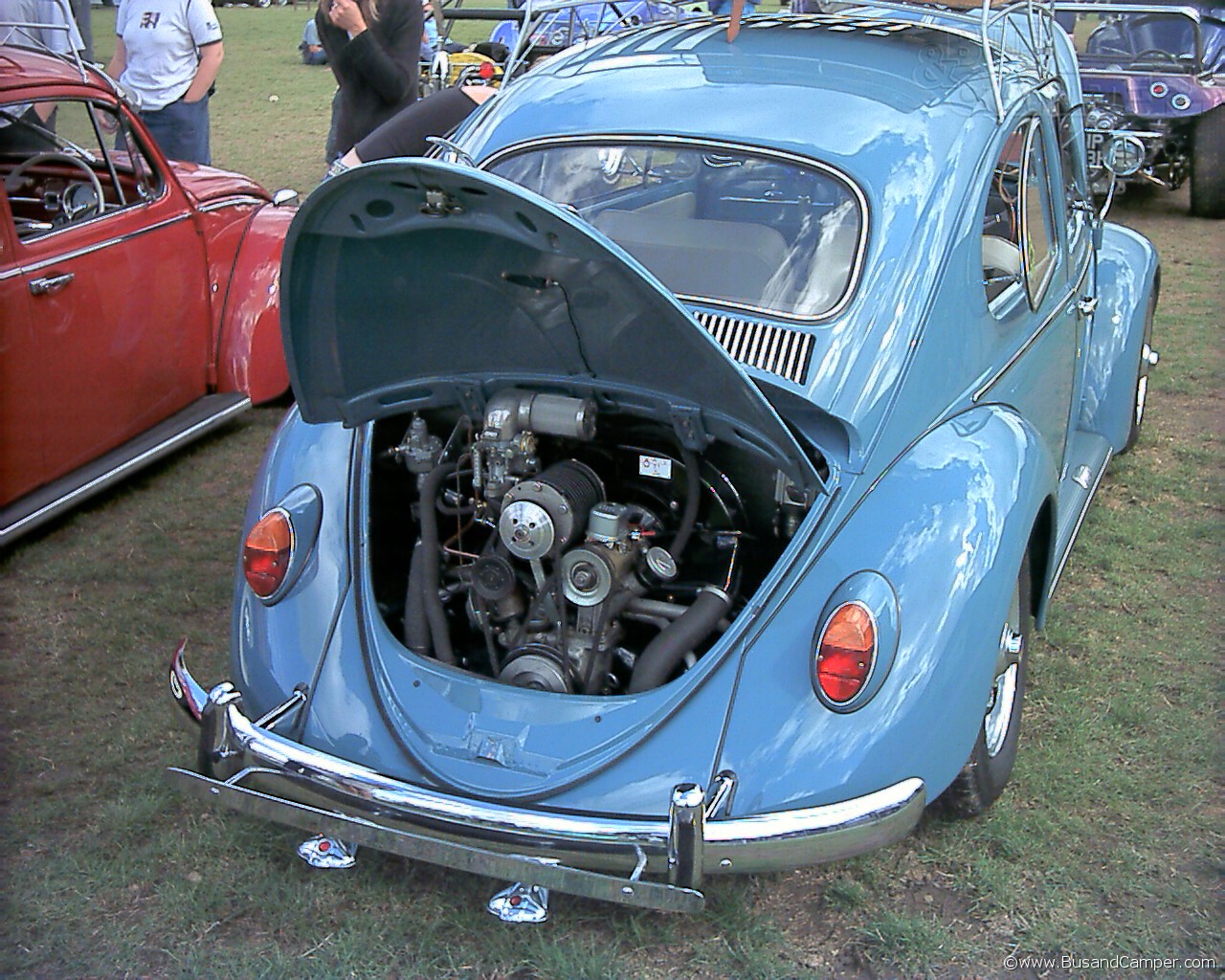 gulf blue beetle