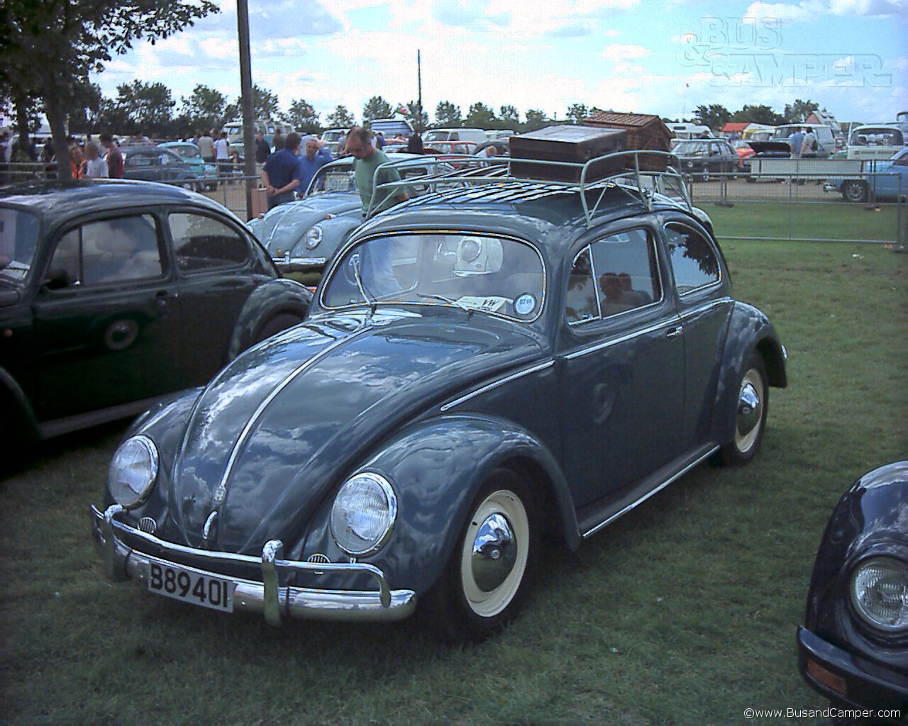 nice split window beetle