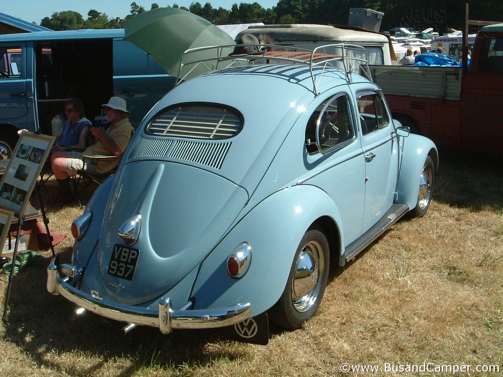 Oval Beetle