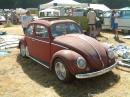 Hoodride rat beetle