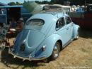 Oval Beetle